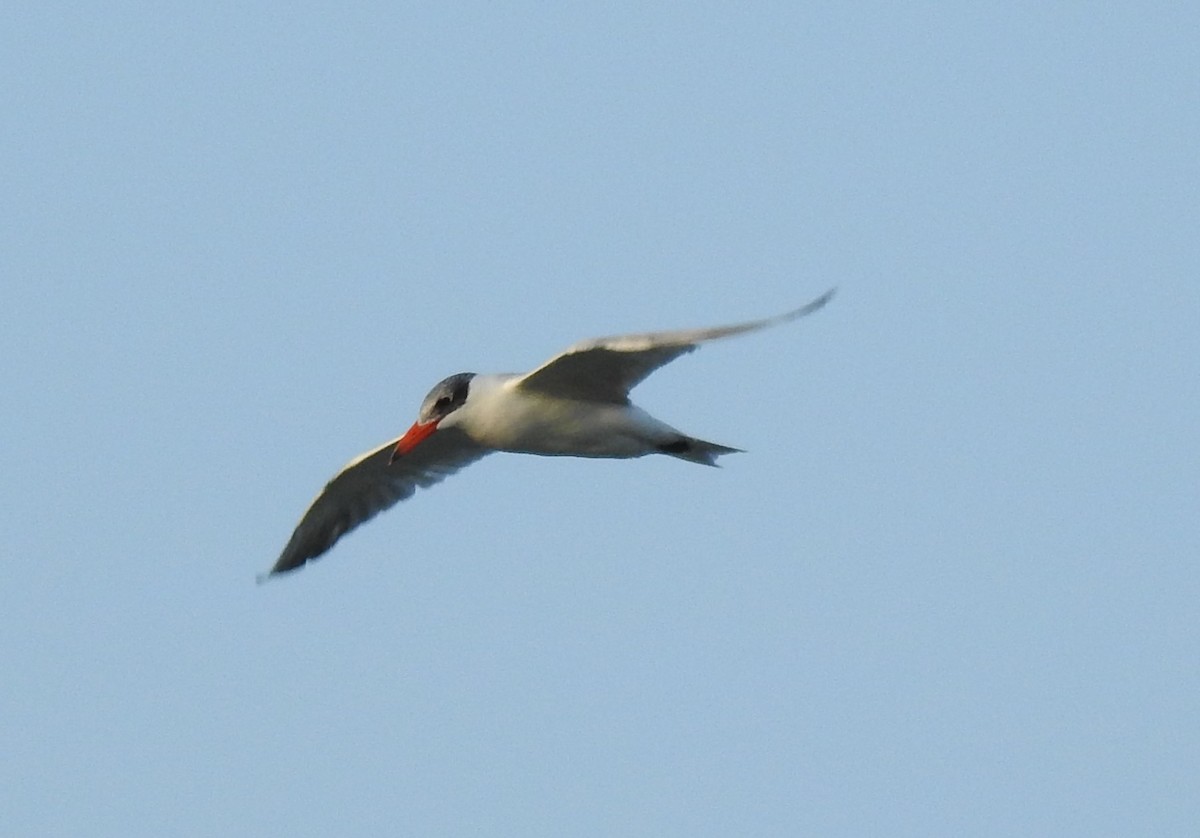 Hazar Sumrusu - ML646084263