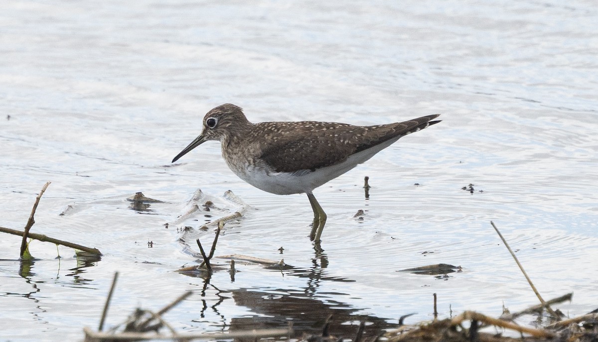 Solitary Sandpiper - ML646084268
