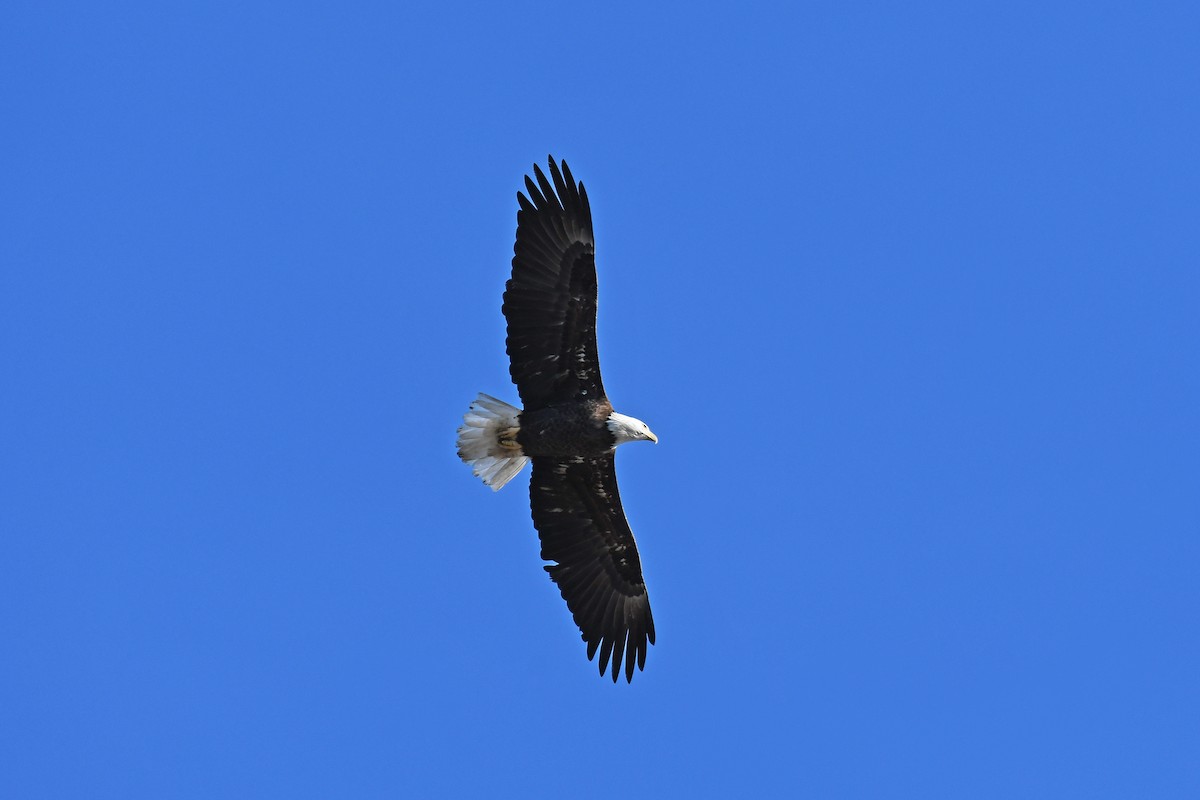 Pigargo Americano - ML646084270