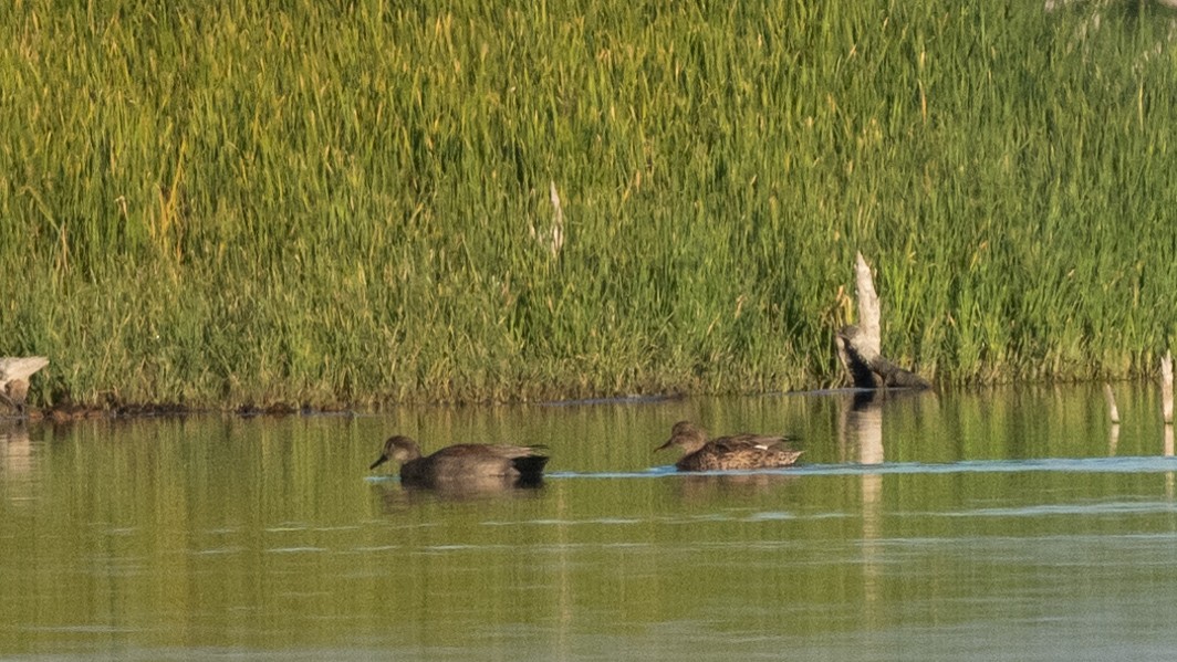 赤膀鴨 - ML646084271