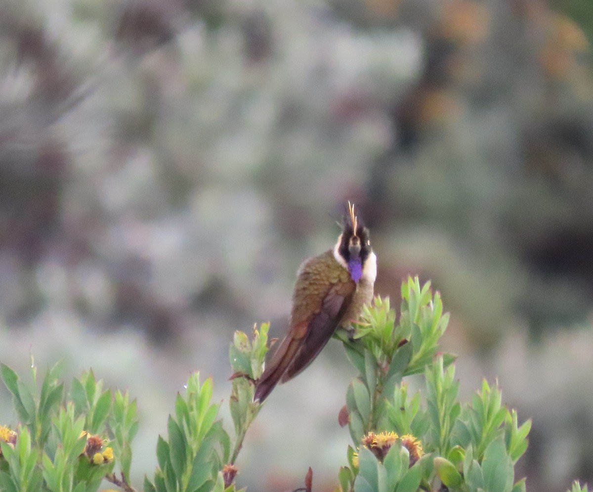 Buffy Helmetcrest - ML646084277