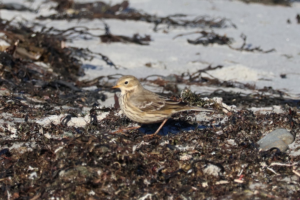 Amerika İncirkuşu - ML646084280