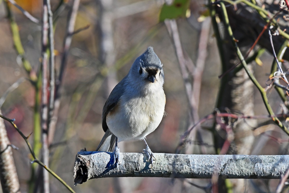 Herrerillo Bicolor - ML646084281