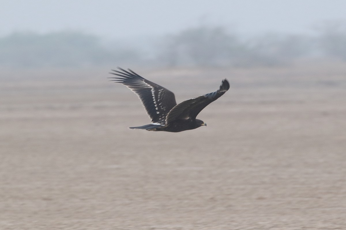 עיט צפרדעים - ML646084288