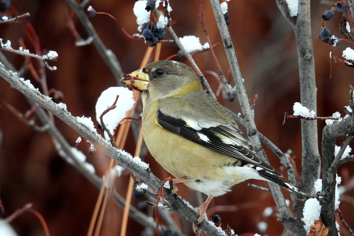 Evening Grosbeak - ML646084289