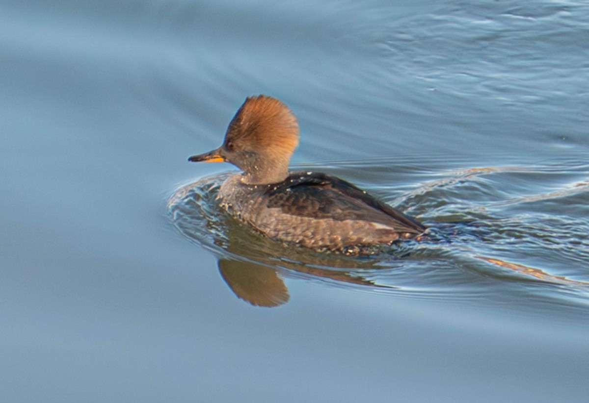 Smergo dal cappuccio - ML646084294