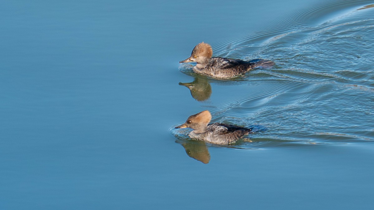 Smergo dal cappuccio - ML646084295