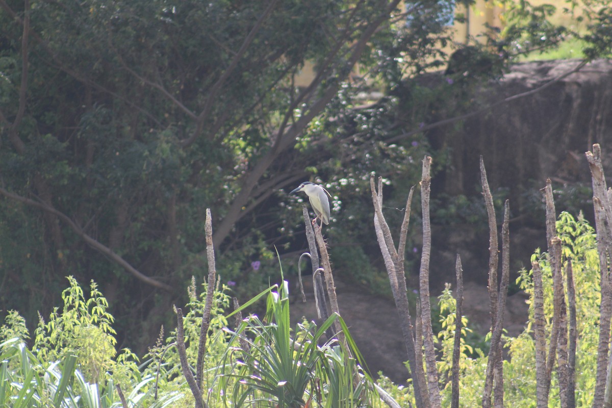 Black-crowned Night Heron - ML646084297