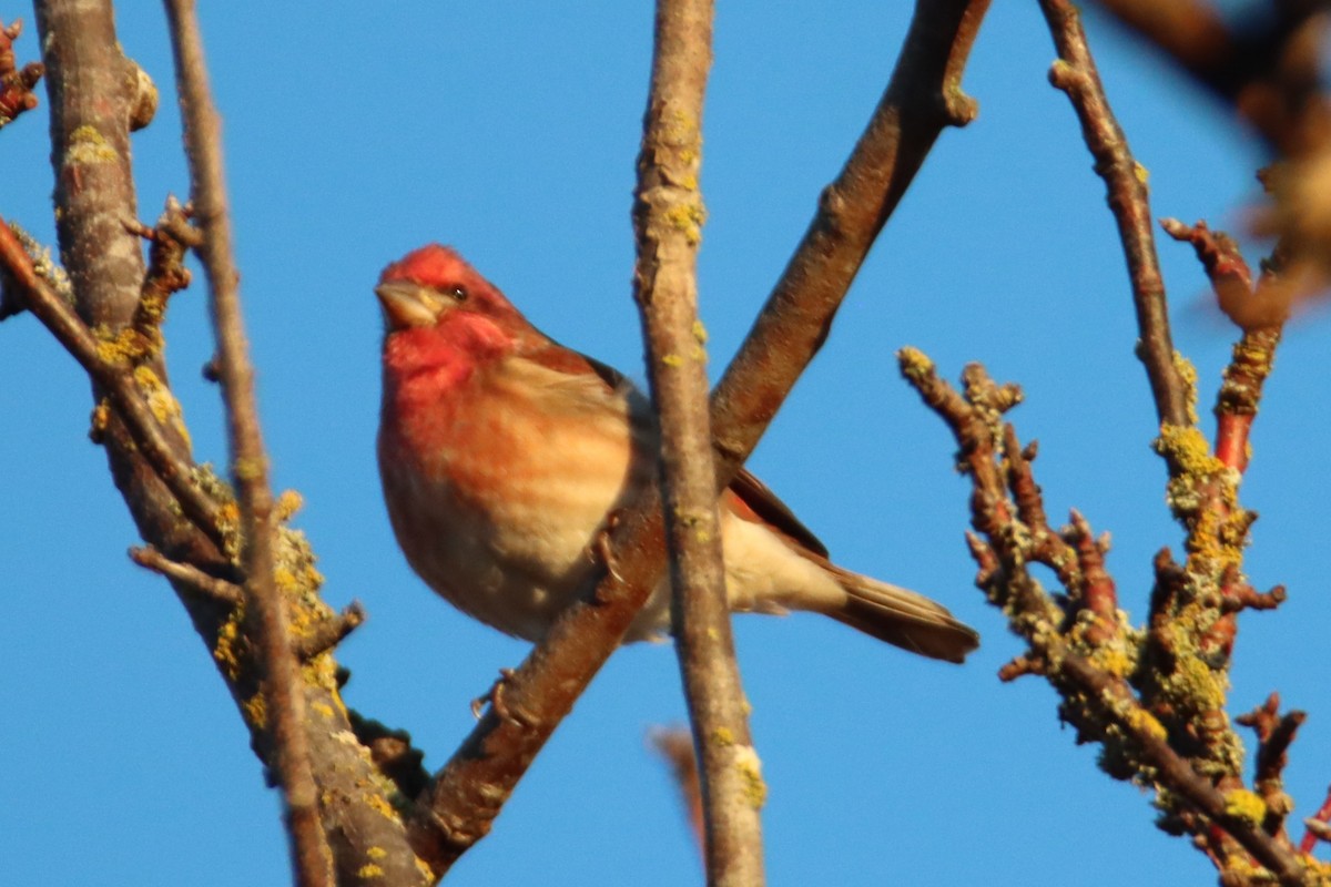 Camachuelo Purpúreo - ML646084314