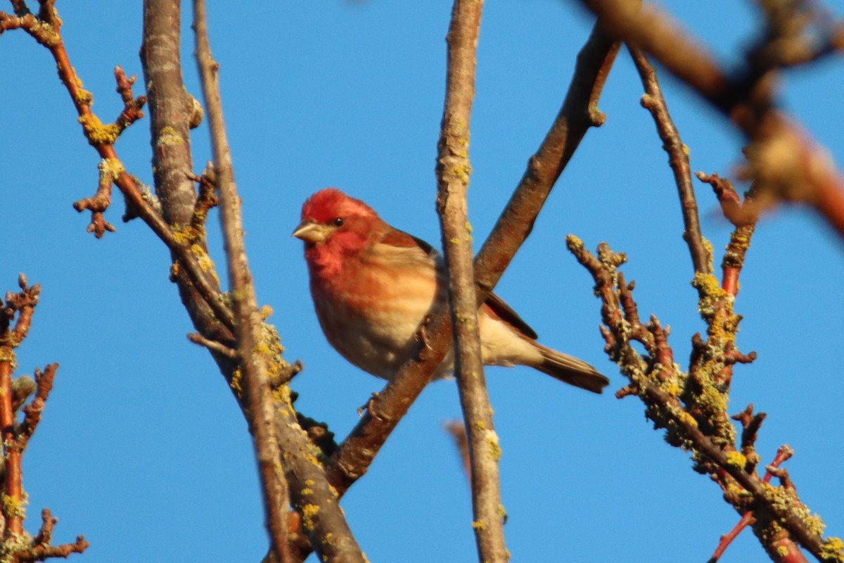 Camachuelo Purpúreo - ML646084318