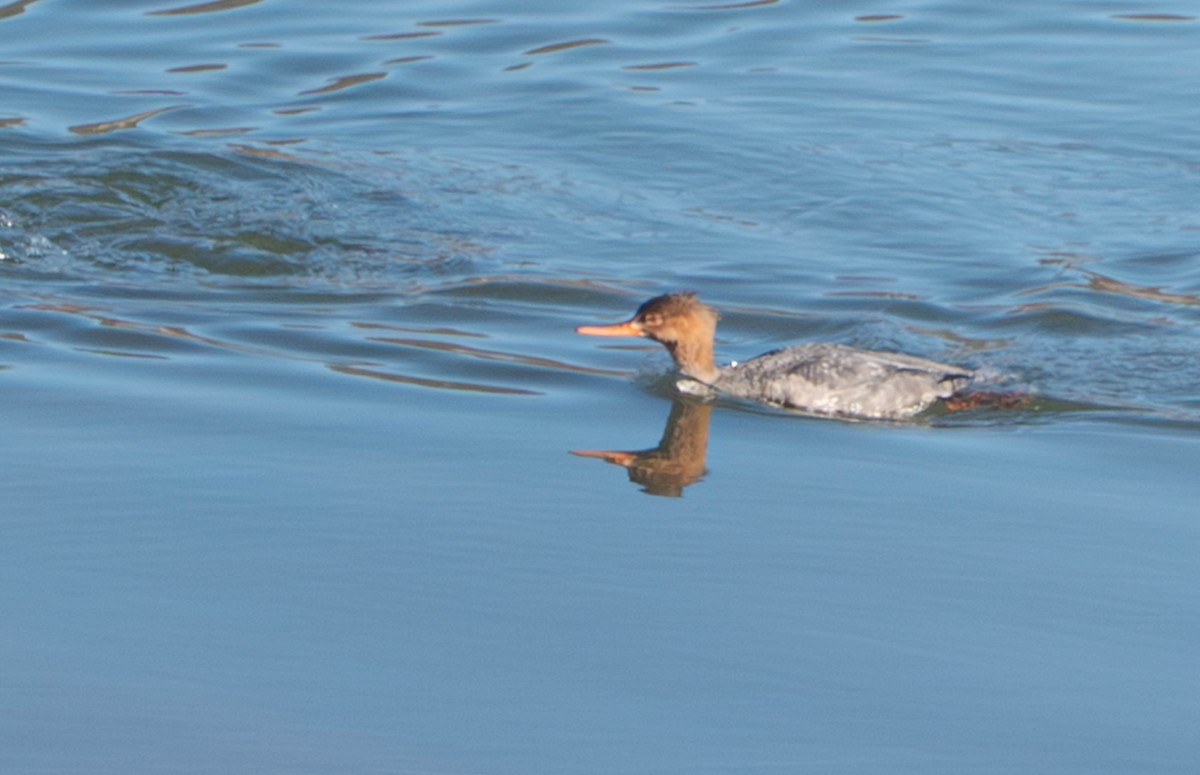 Smergo minore - ML646084326