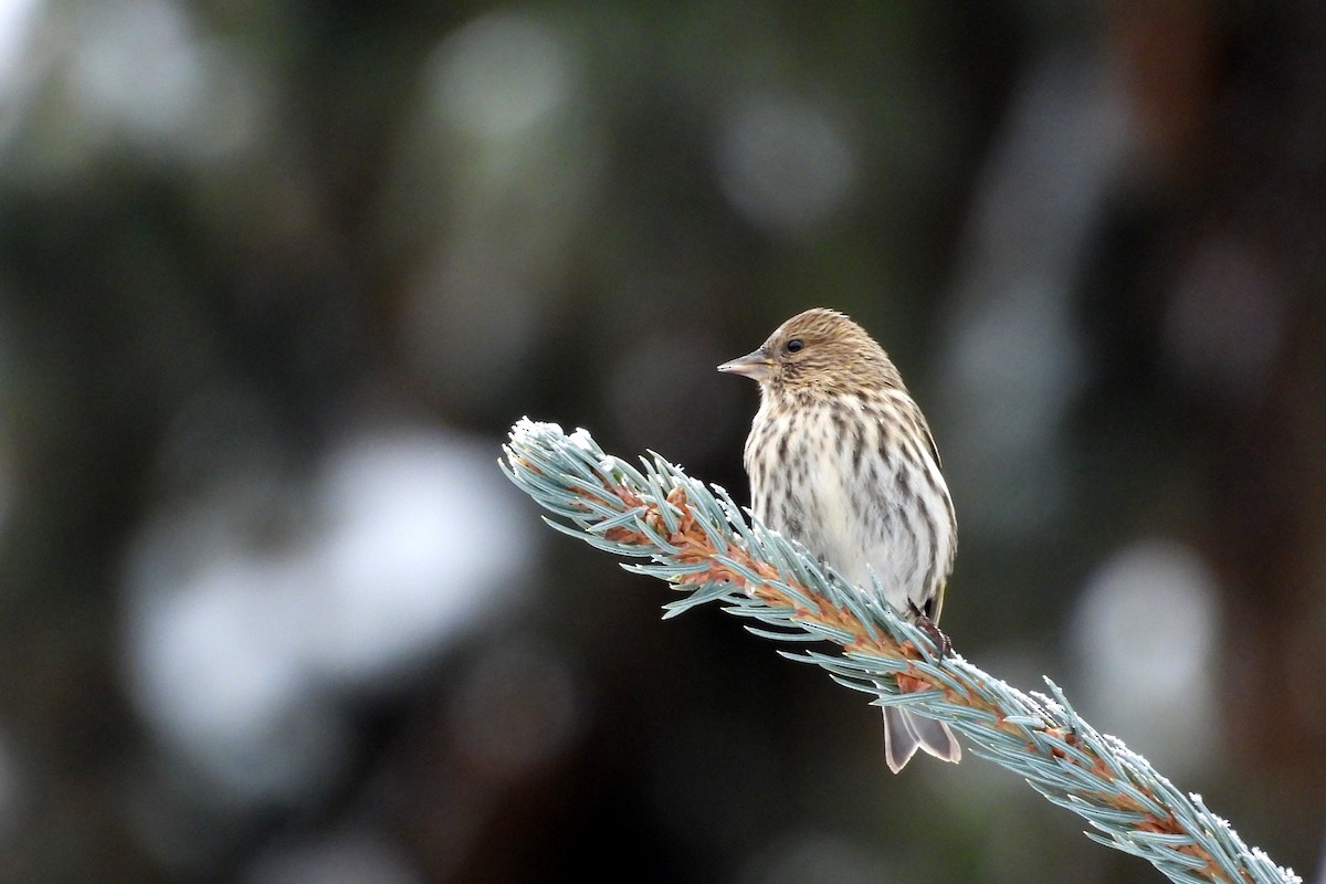 stripesisik - ML646084330