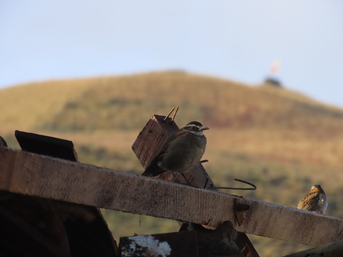 Stout-billed Cinclodes - ML646084336