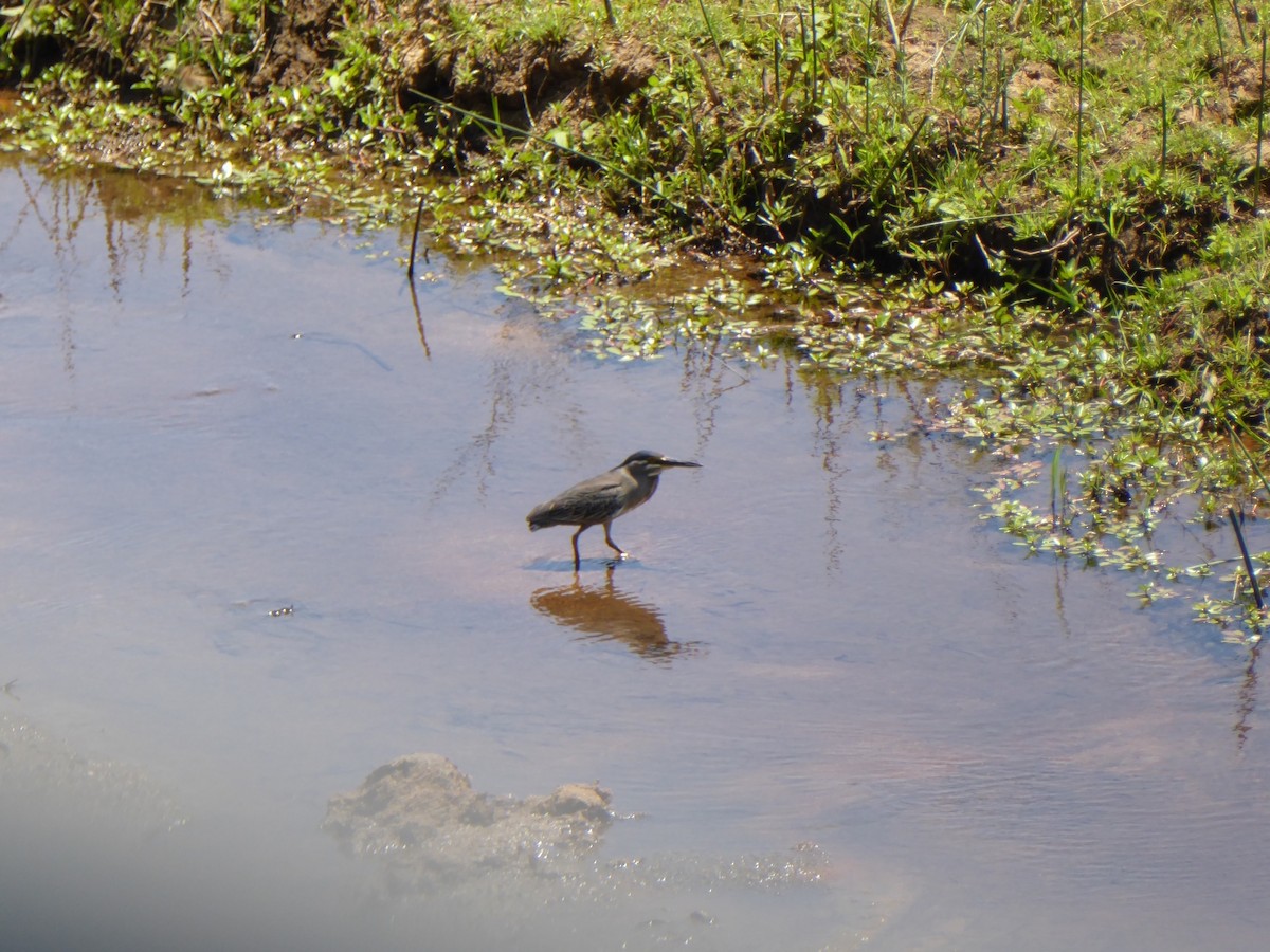 Little Heron - ML646084343