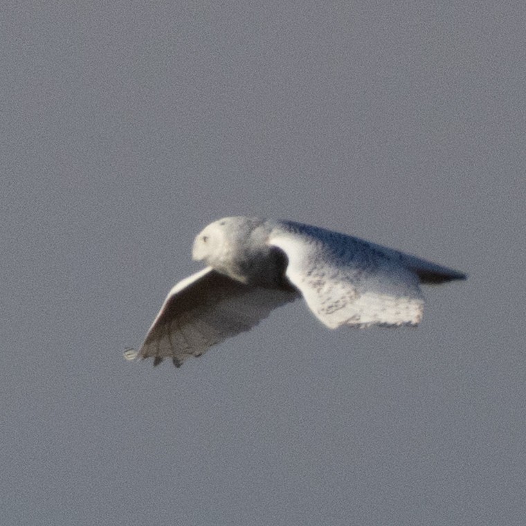 Snowy Owl - ML646084345