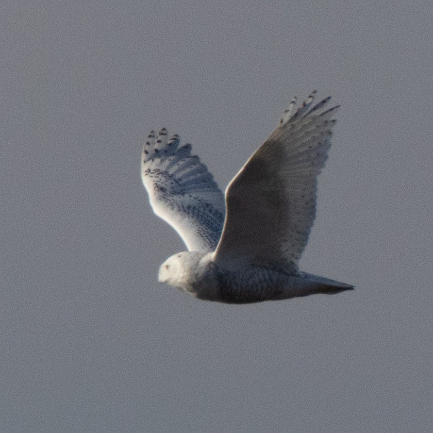 Snowy Owl - ML646084346