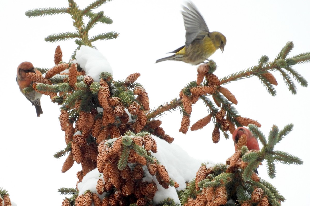 White-winged Crossbill - ML646084347