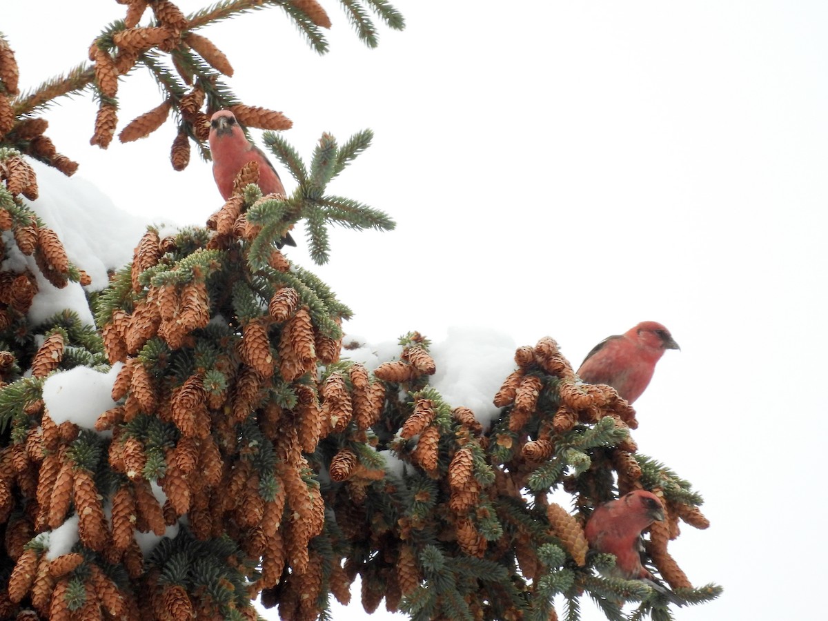 White-winged Crossbill - ML646084348
