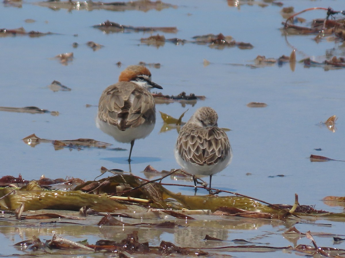 Red-capped Plover - ML646084349