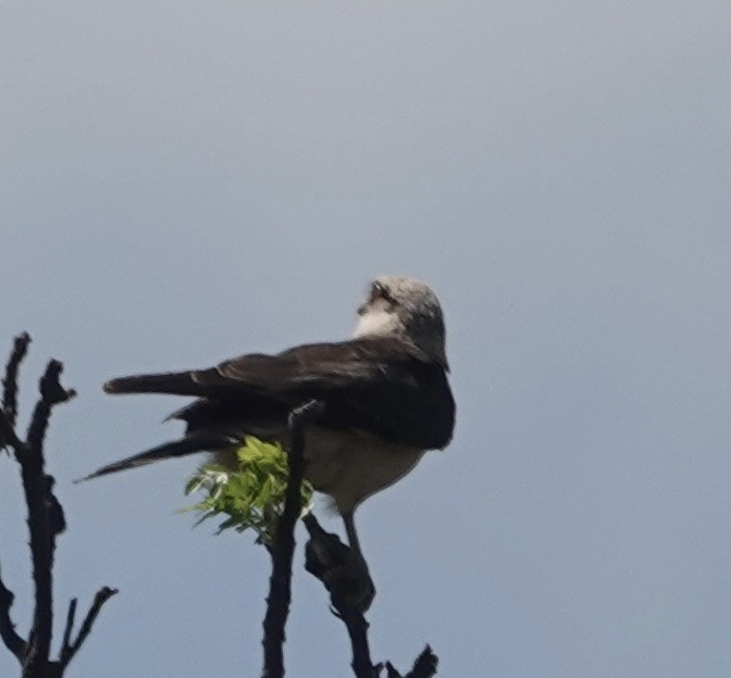 Yellow-headed Caracara - ML646084350