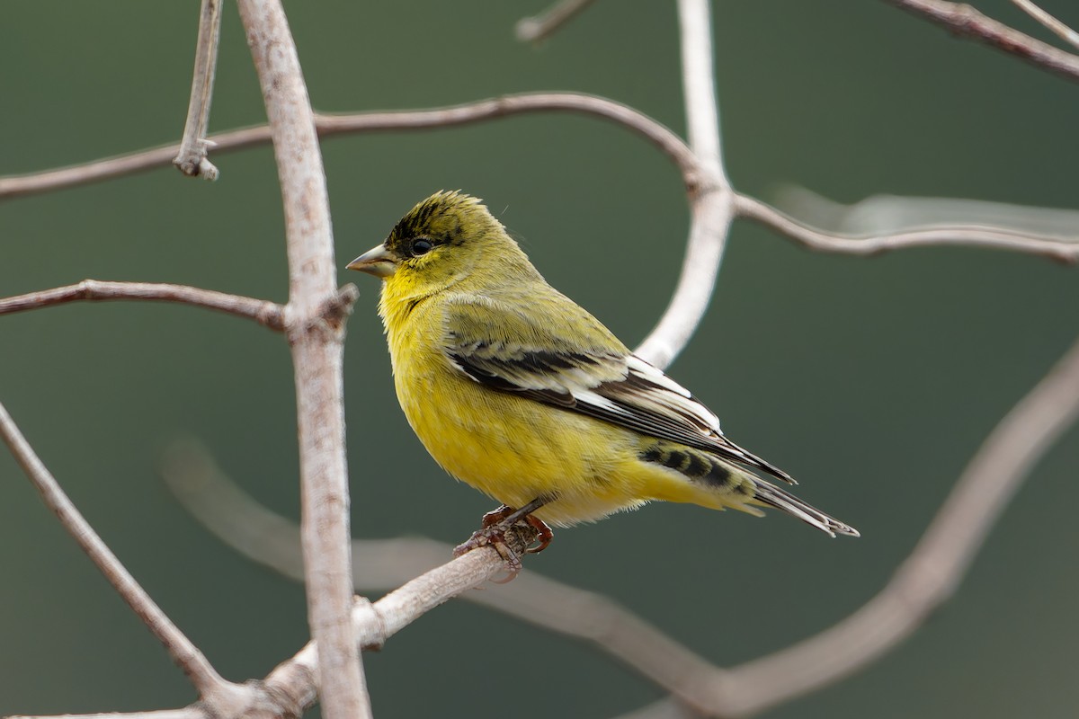 Lesser Goldfinch - ML646084351