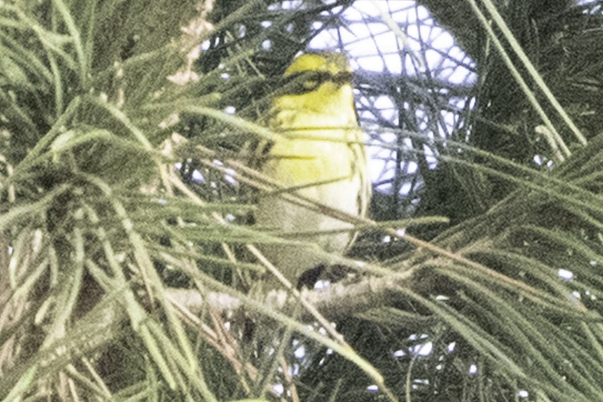 Townsend's Warbler - ML646084352