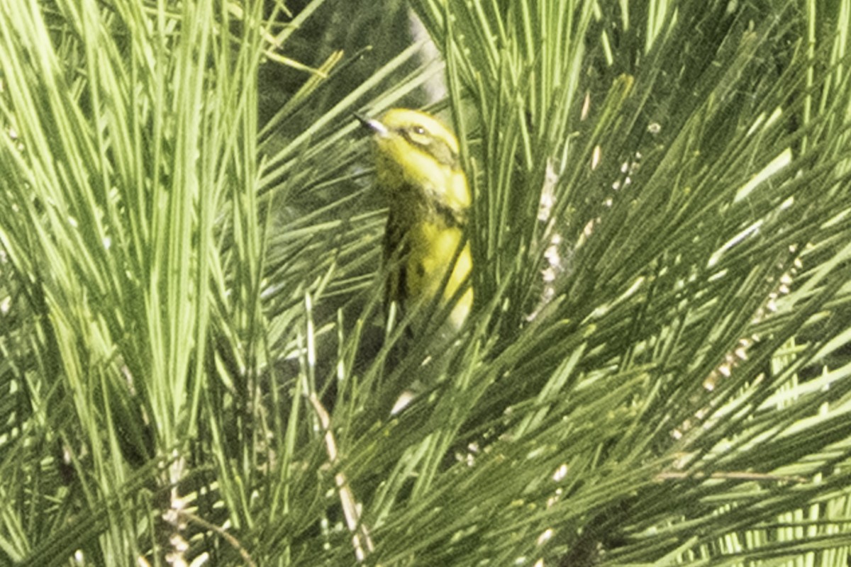 Townsend's Warbler - ML646084353