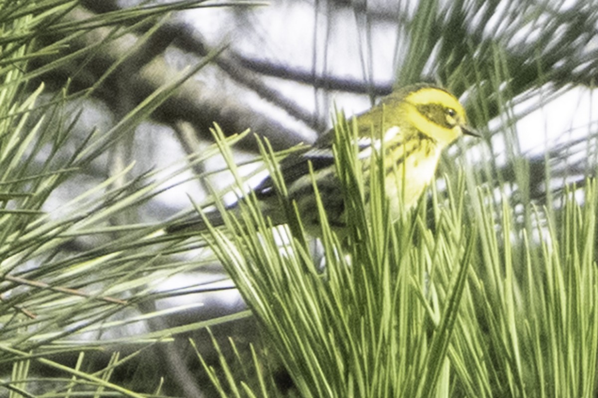 Townsend's Warbler - ML646084355