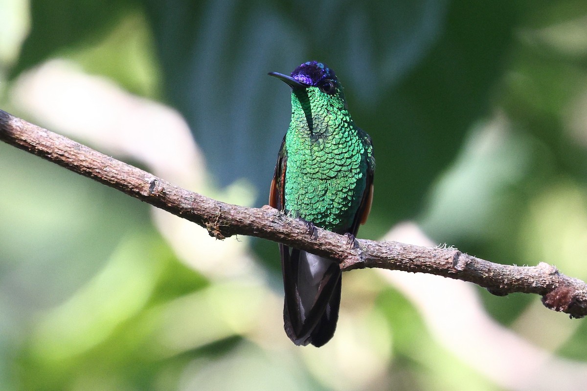 Blue-capped Hummingbird - ML646084358
