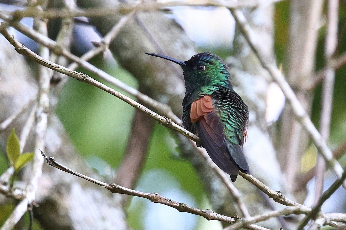 Blue-capped Hummingbird - ML646084359
