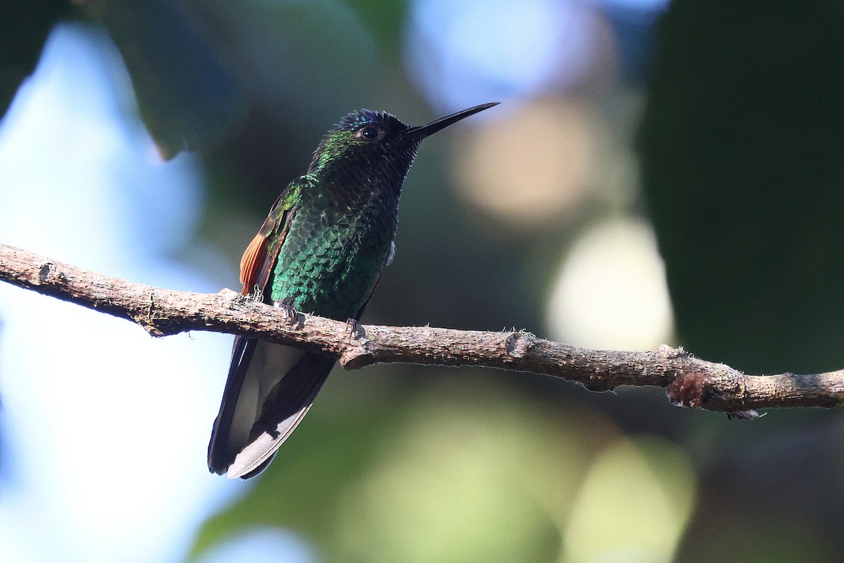 Blue-capped Hummingbird - ML646084360