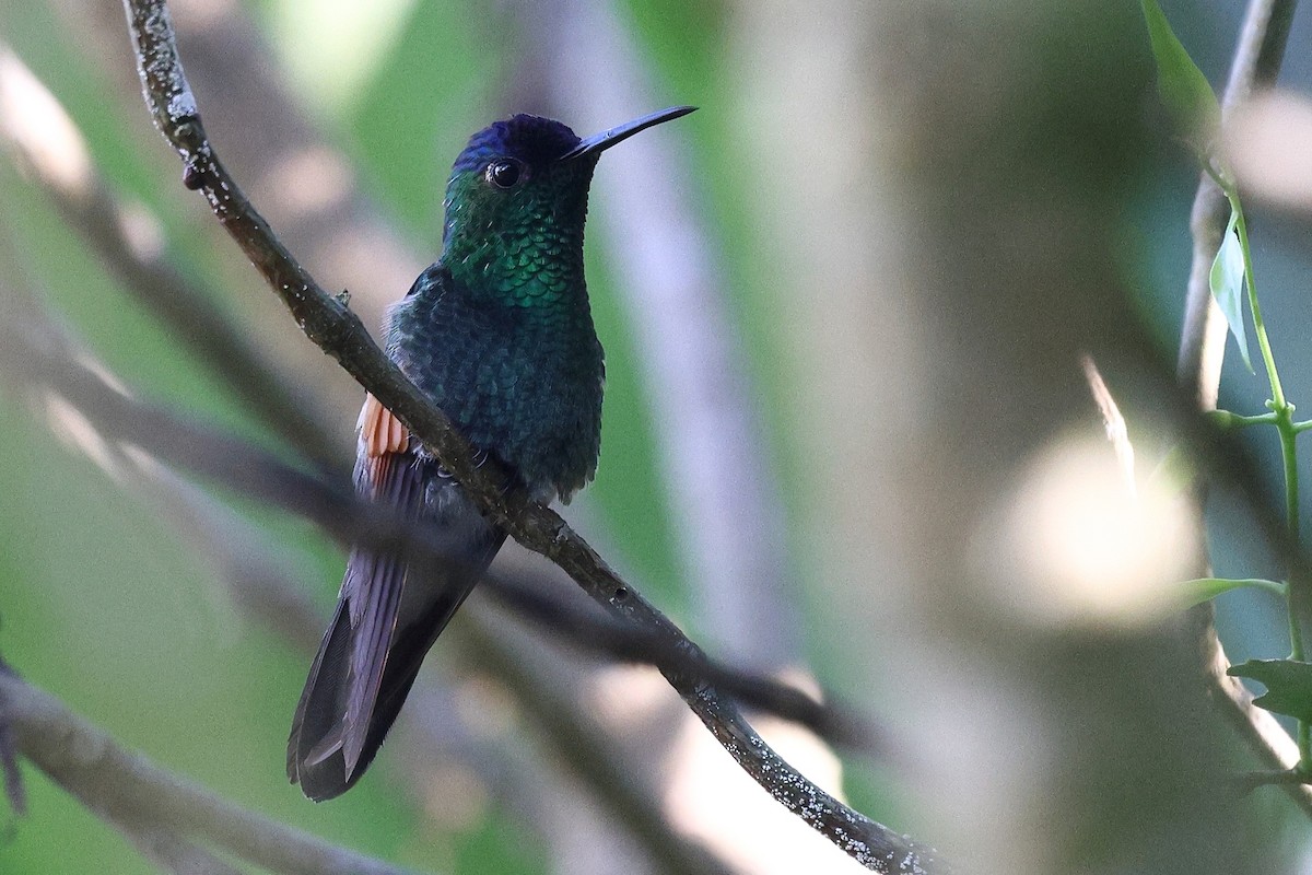 Blue-capped Hummingbird - ML646084361