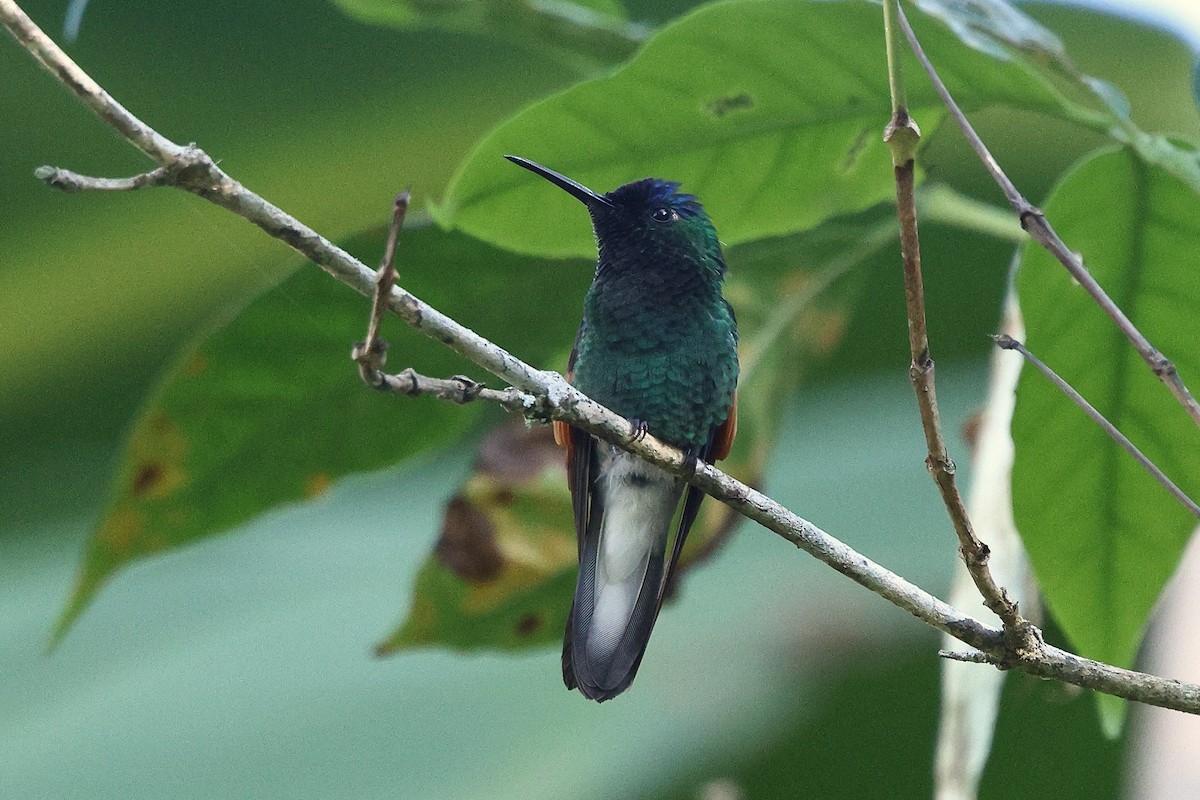 Blue-capped Hummingbird - ML646084363