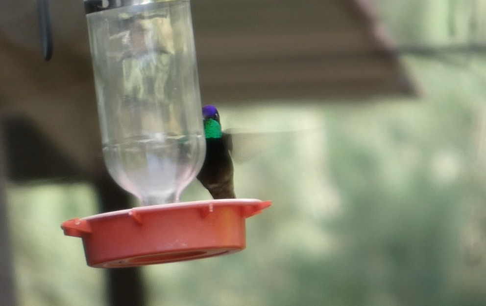 Rivoli's Hummingbird - ML646084364