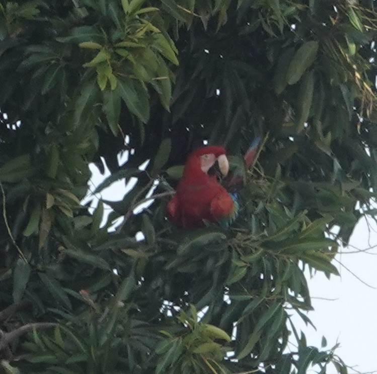 Red-and-green Macaw - ML646084365
