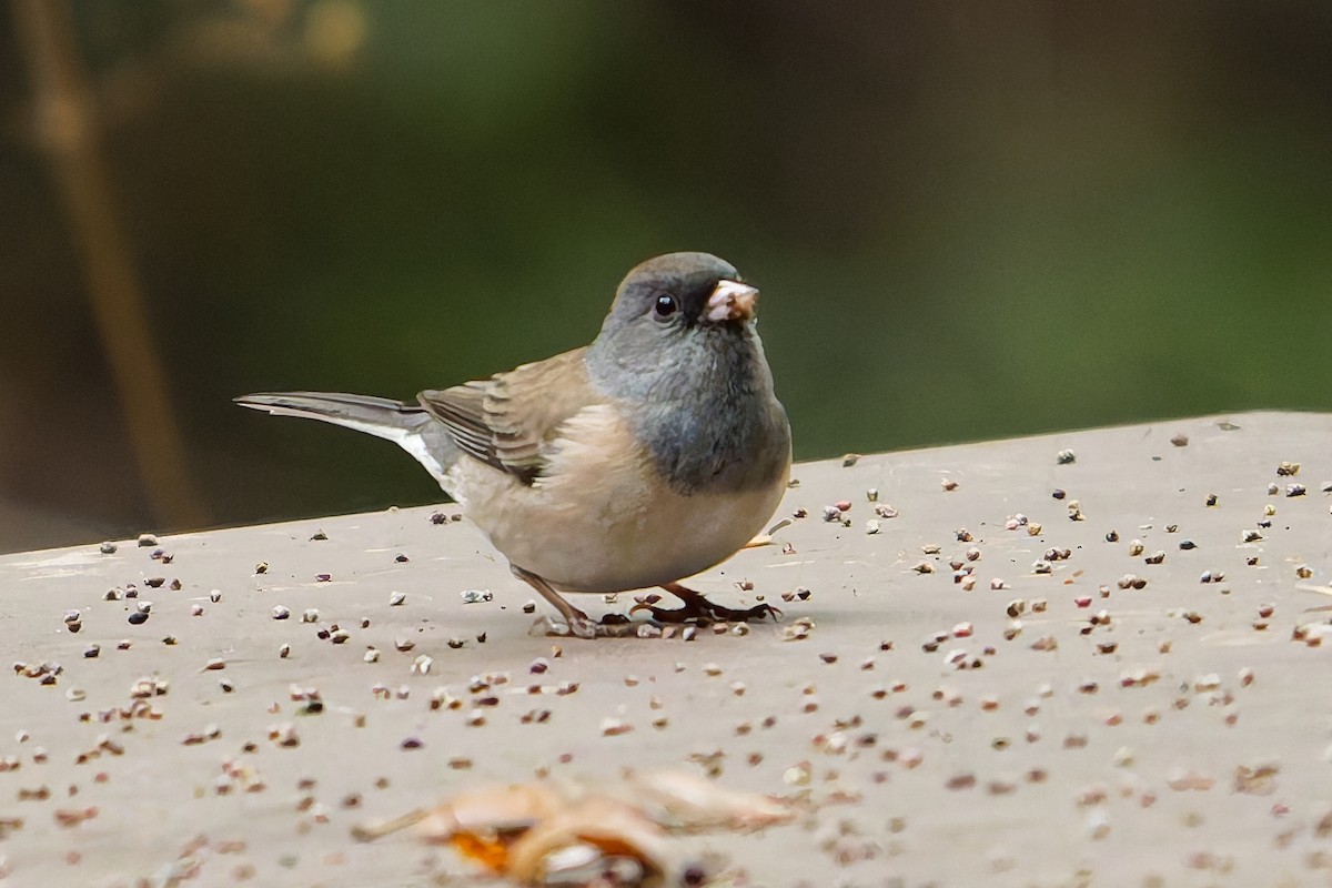 Dark-eyed Junco - ML646084366