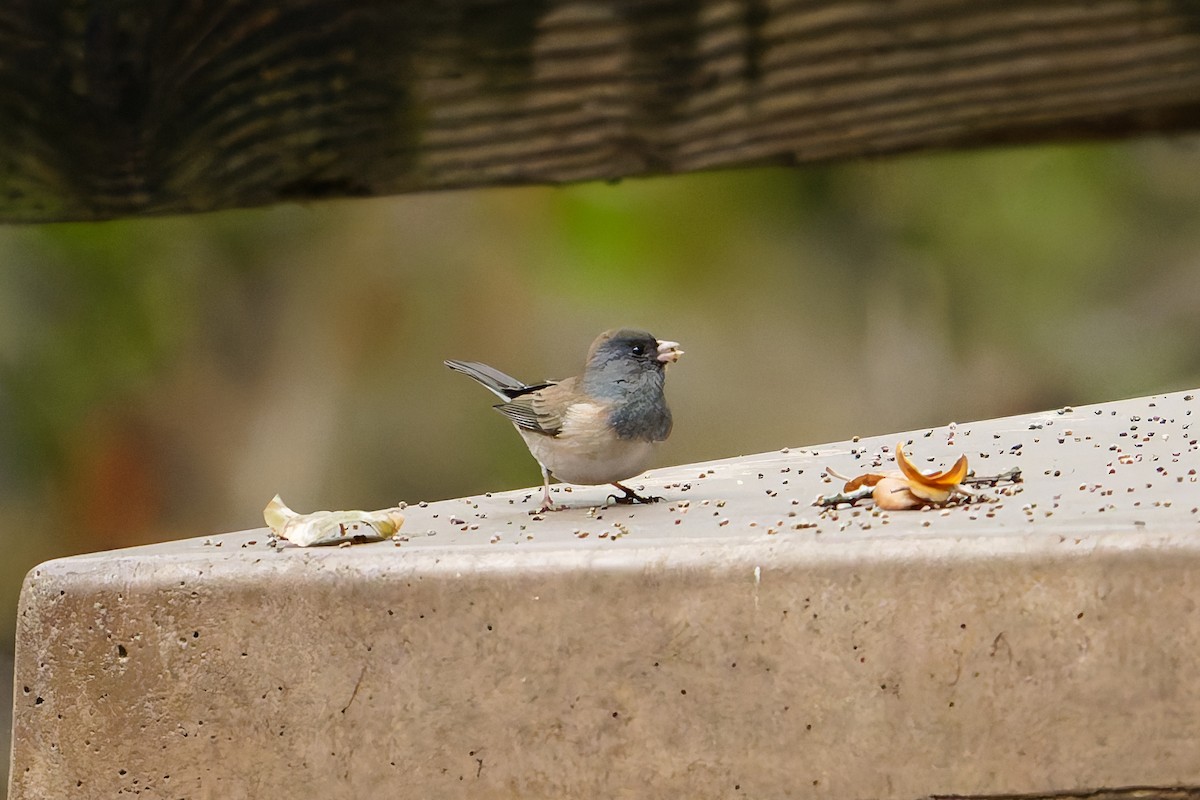 Dark-eyed Junco - ML646084367
