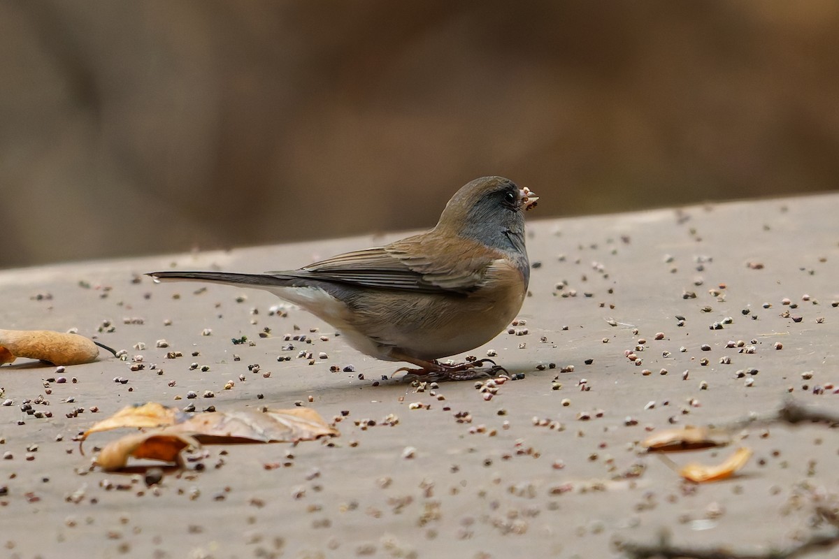 Dark-eyed Junco - ML646084368