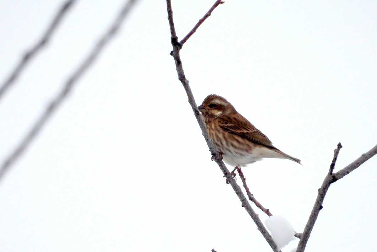 Camachuelo Purpúreo - ML646084369