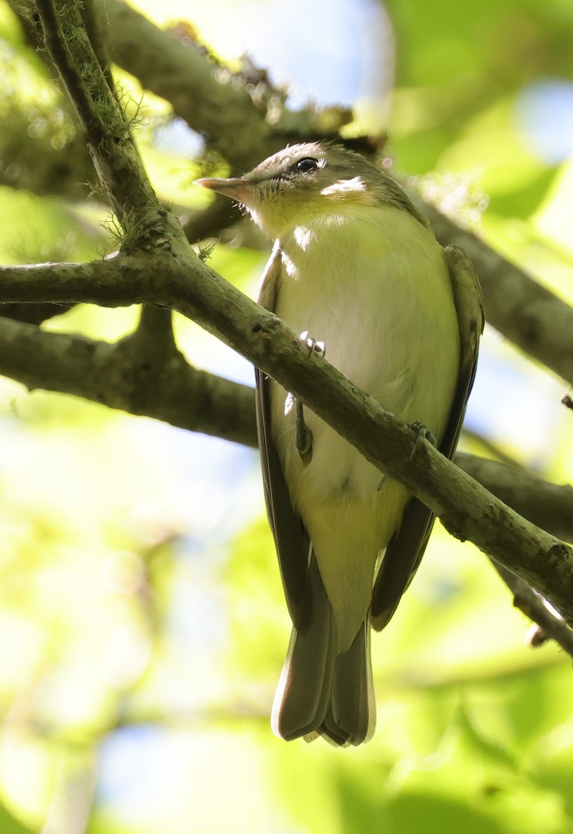Philadelphia Vireo - ML646084370