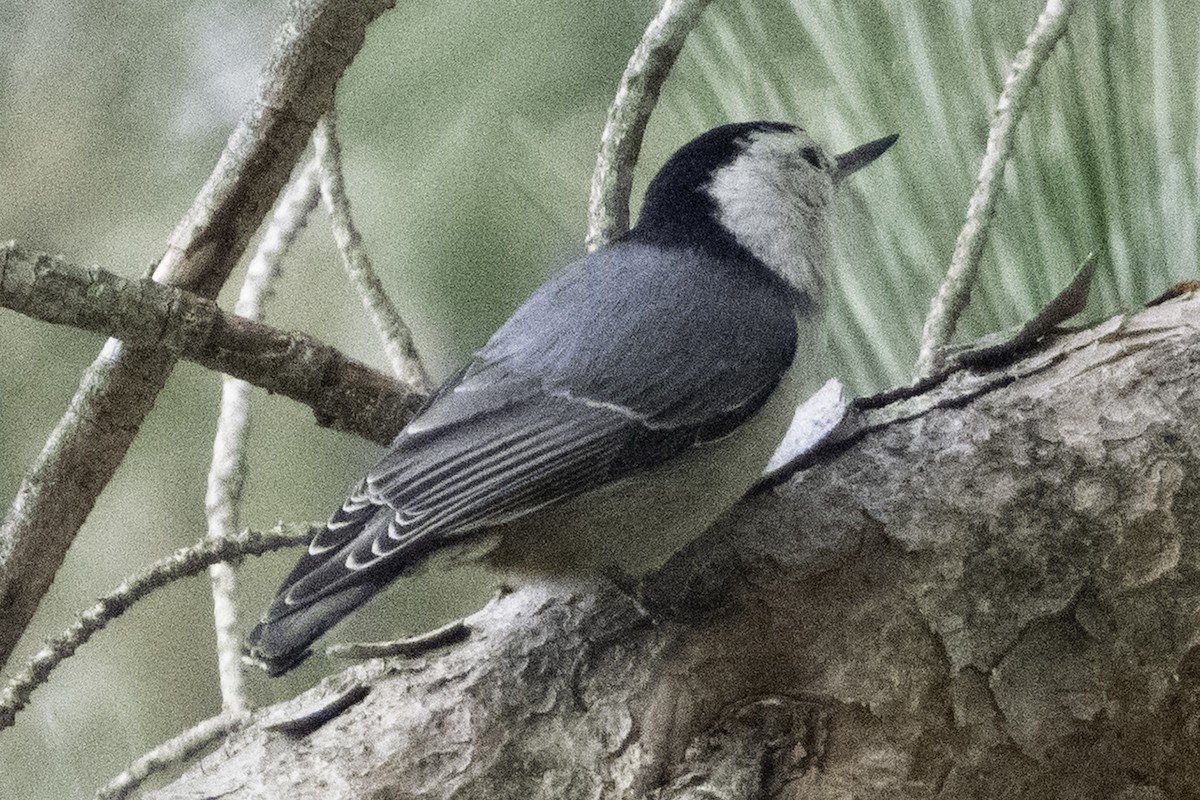 White-breasted Nuthatch (Pacific) - ML646084371