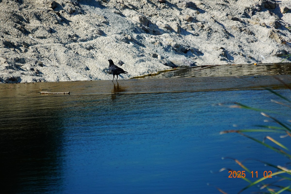 Common Raven - ML646084372