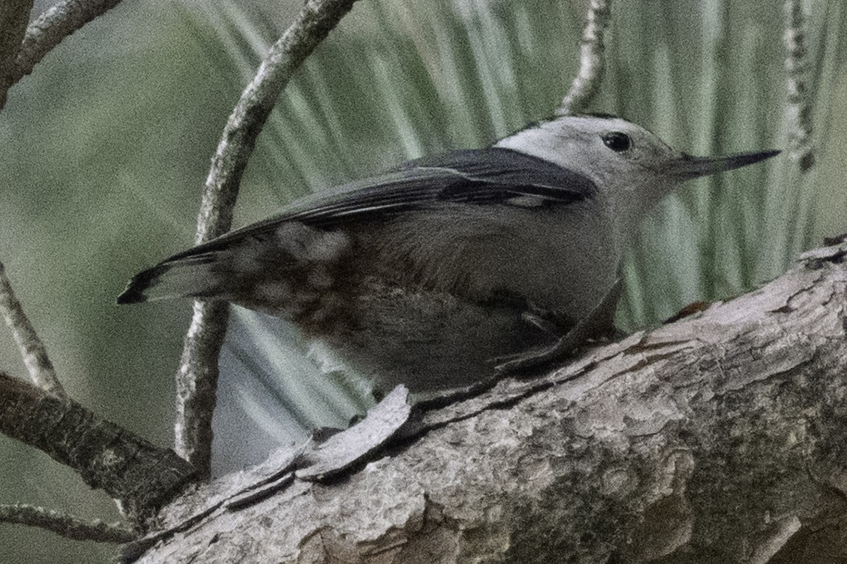 White-breasted Nuthatch (Pacific) - ML646084373