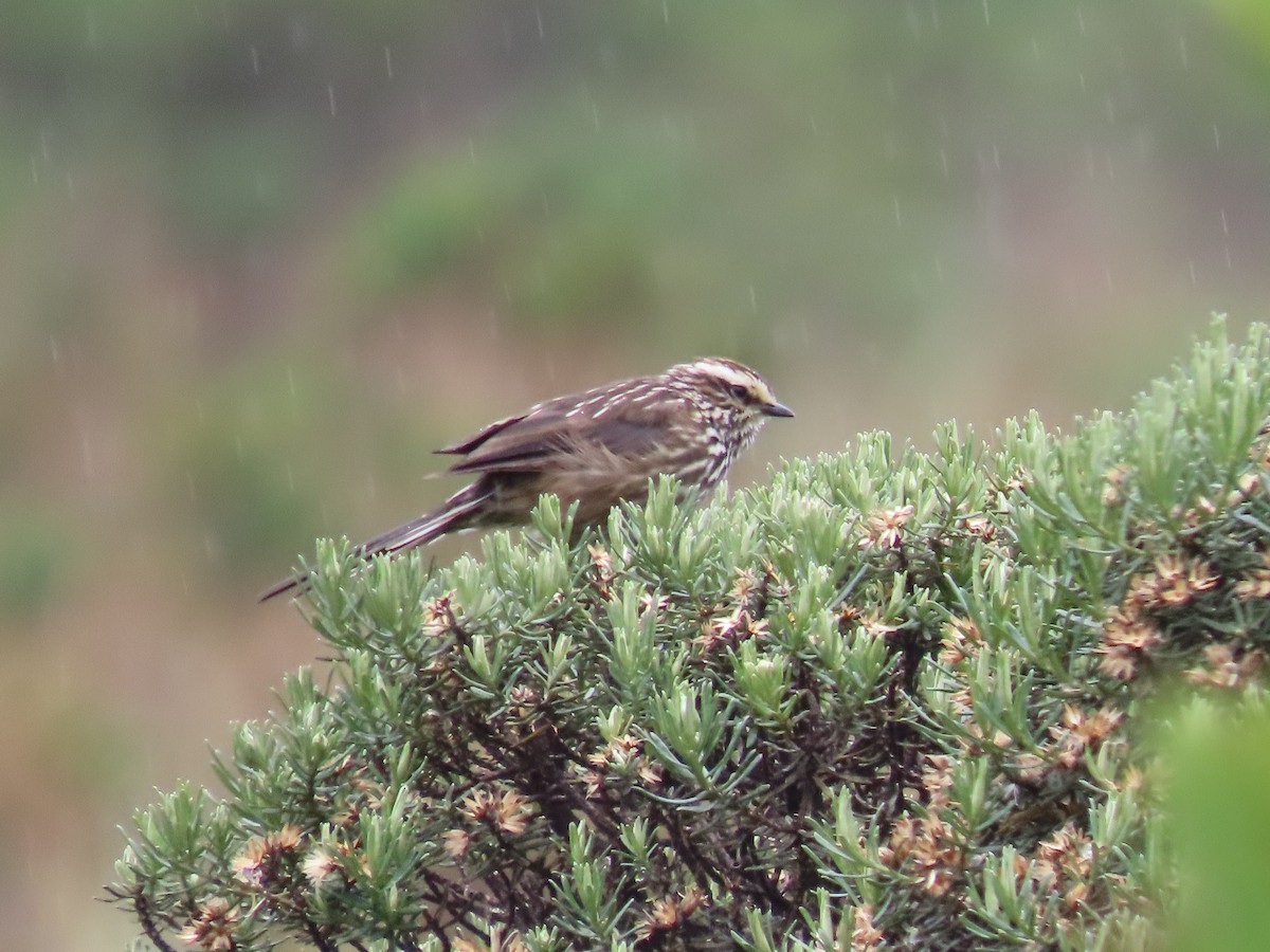 Andean Tit-Spinetail - ML646084374