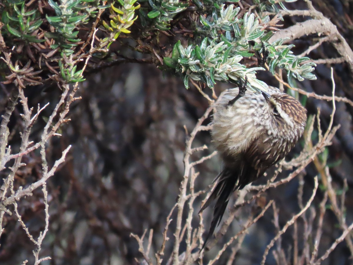 Andean Tit-Spinetail - ML646084375