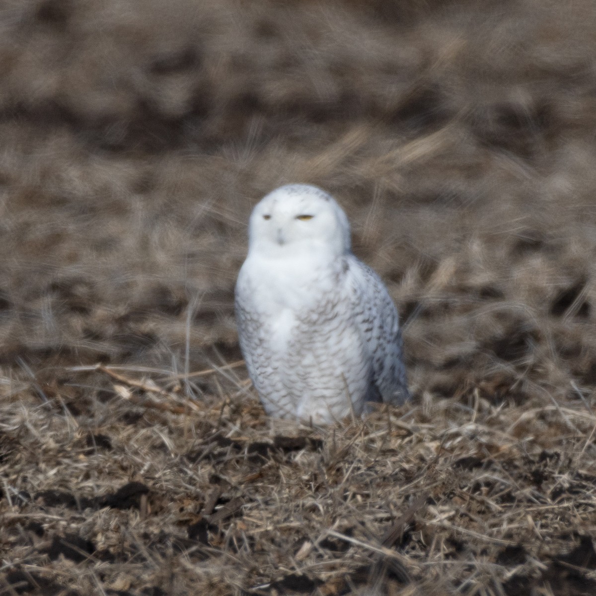 Snowy Owl - ML646084380