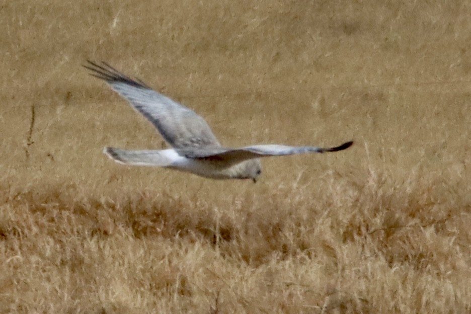 moták severoamerický - ML646084381