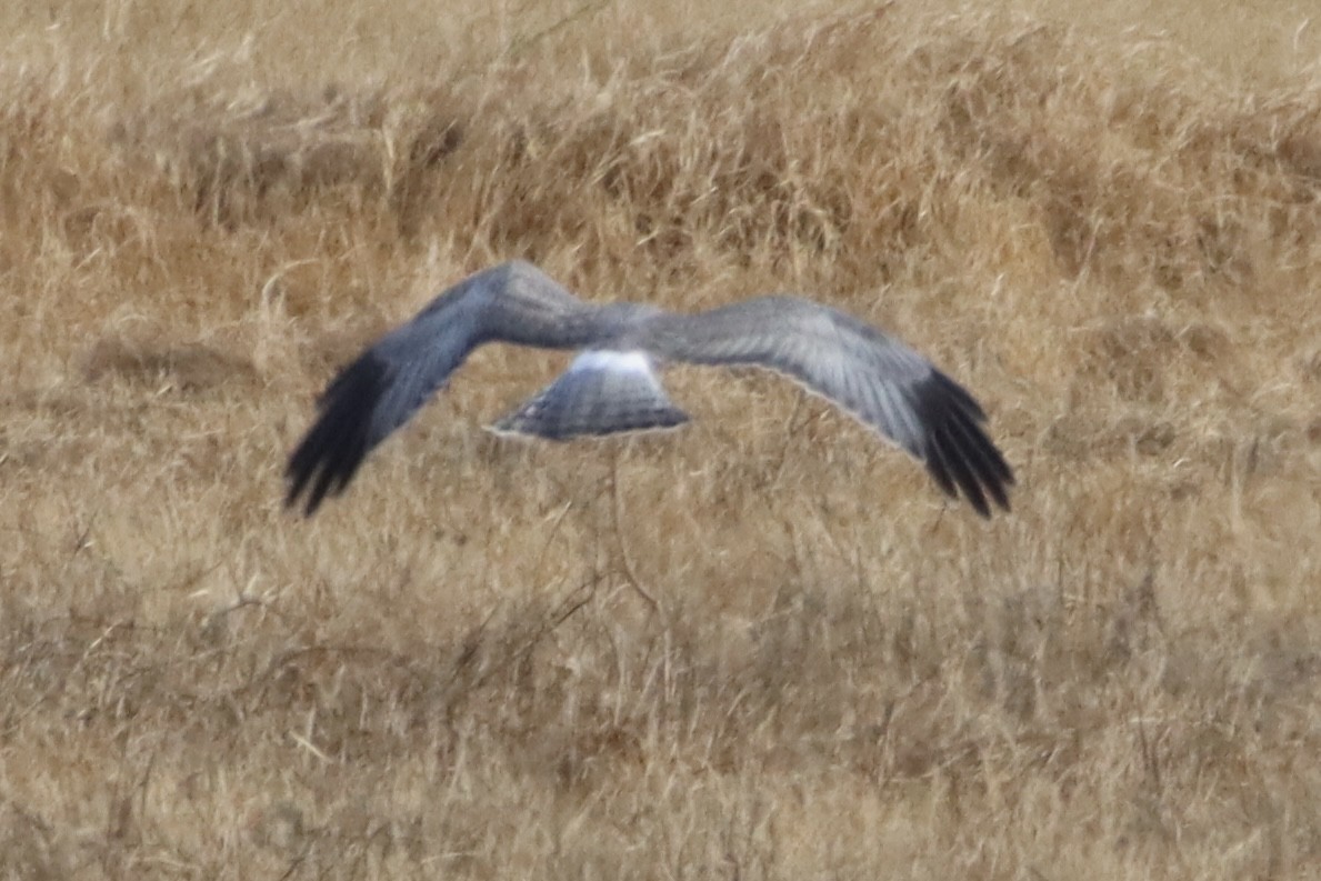 moták severoamerický - ML646084382