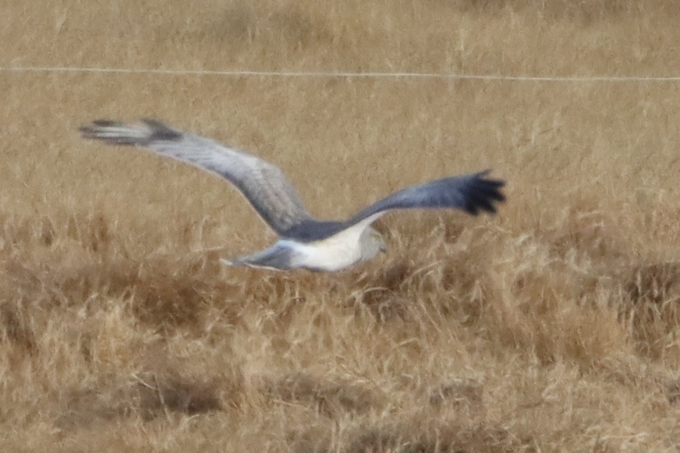 moták severoamerický - ML646084383