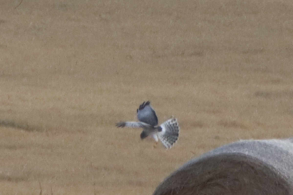 moták severoamerický - ML646084384